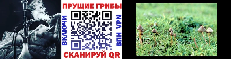 купить наркотик  Кисловодск  Псилоцибиновые грибы GOLDEN TEACHER 